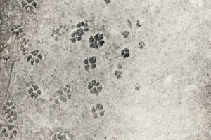 concrete with paw prints